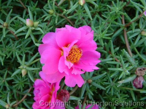 Portulaca pink 